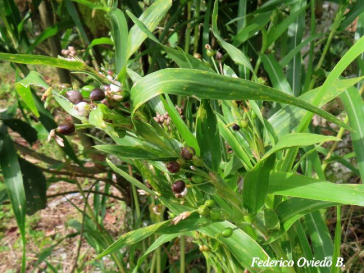 Coix lacryma-jobi (Lágrimas de San Pedro)