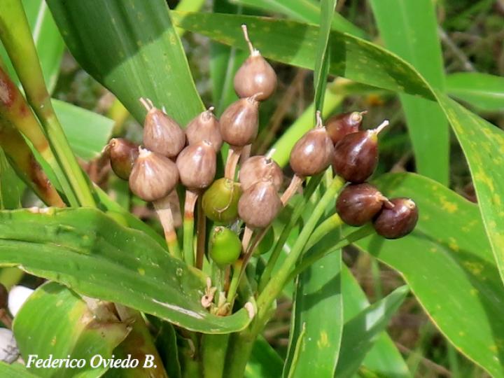 Coix lacryma-jobi (Lágrimas de San Pedro)