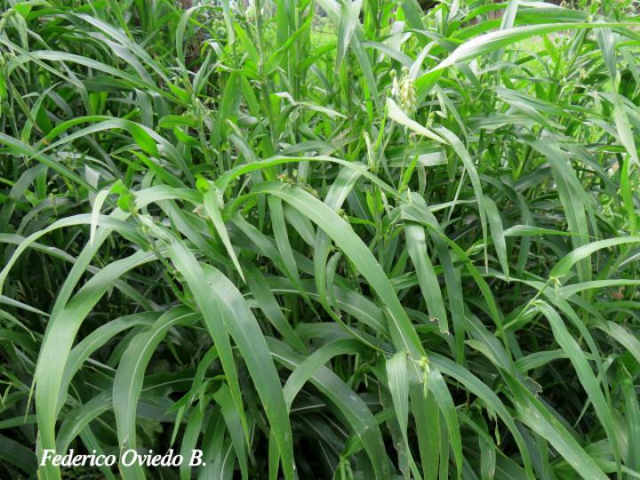 Coix lacryma-jobi (Lágrimas de San Pedro)