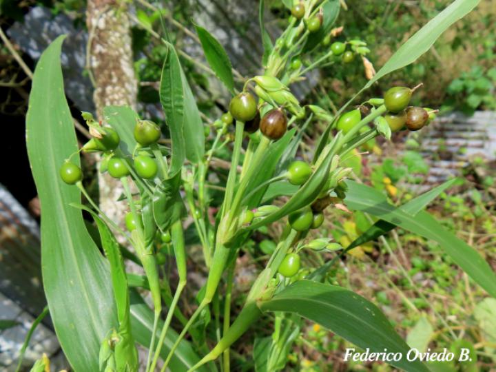 Coix lacryma-jobi (Lágrimas de San Pedro)