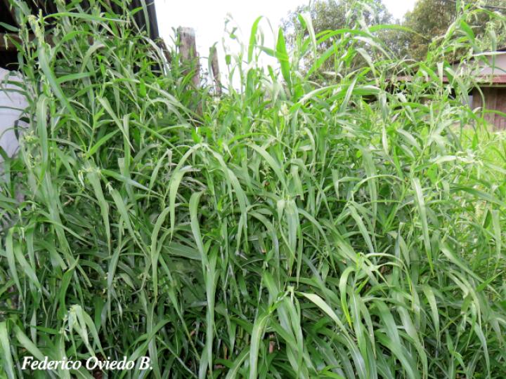 Coix lacryma-jobi (Lágrimas de San Pedro)