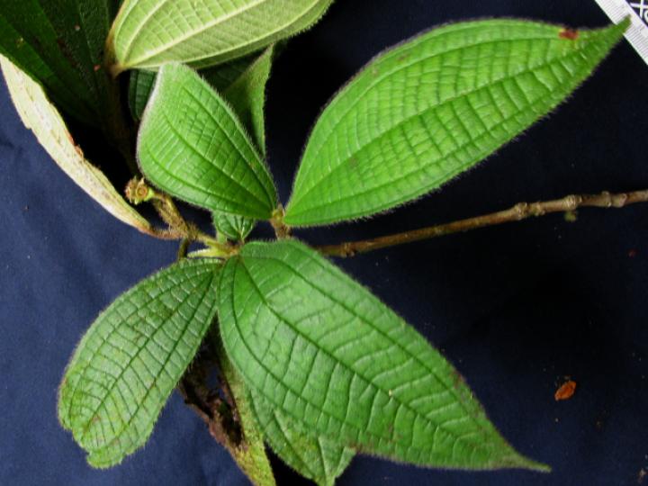 Conostegia bracteata