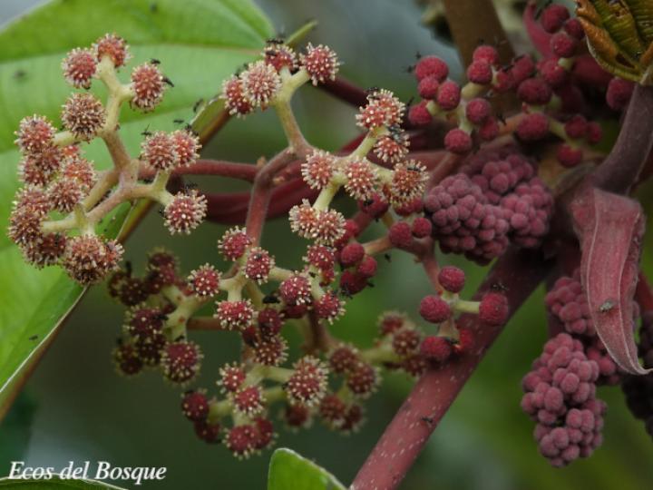 Coussapoa nymphaeifolia