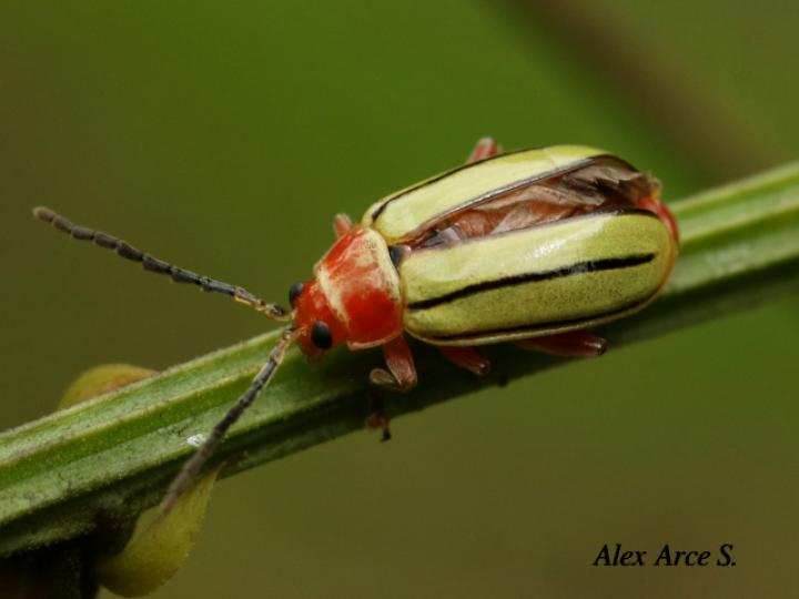 Disonycha quinquelineata