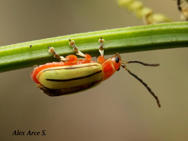 Disonycha quinquelineata