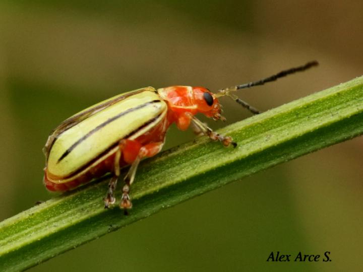 Disonycha quinquelineata