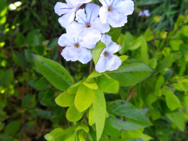 Duranta erecta (Pingo de oro)