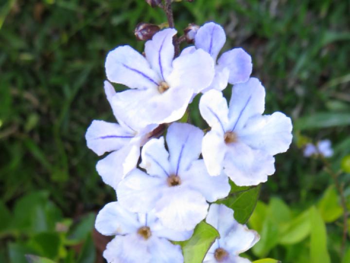 Duranta erecta (Pingo de oro)