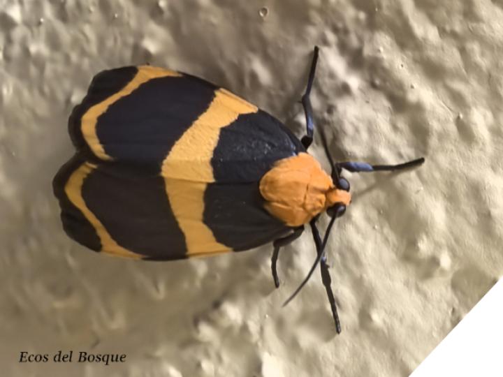 Eudesmia menea (Polilla de bandas naranja)