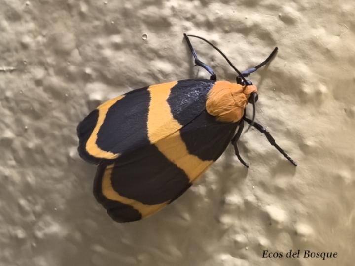 Eudesmia menea (Polilla de bandas naranja)