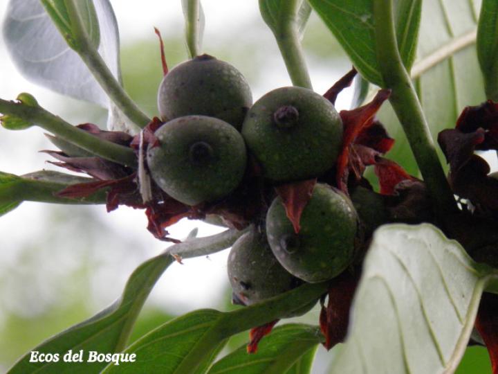 Ficus cahuitensis