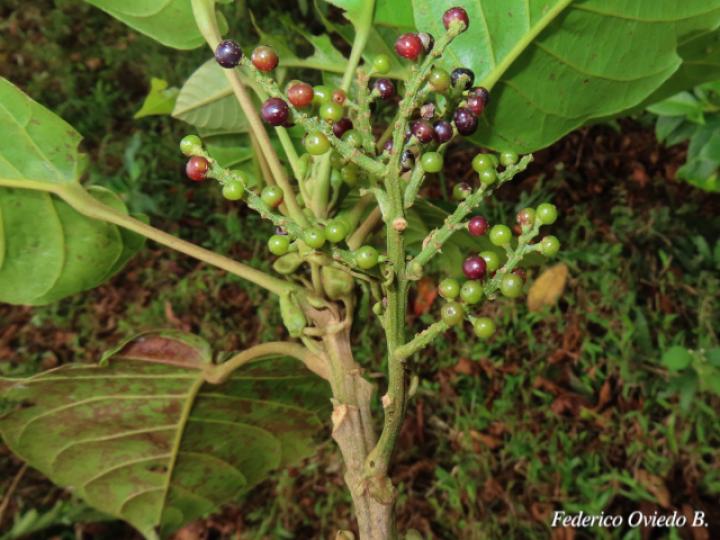 Hieronyma alchorneoides (Pilón)