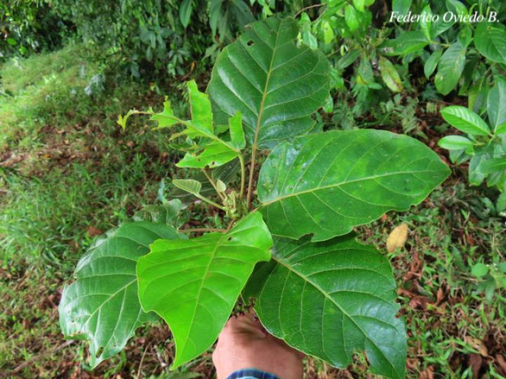 Hieronyma alchorneoides (Pilón)