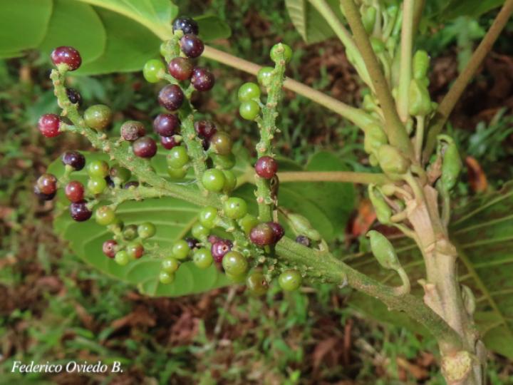 Hieronyma alchorneoides (Pilón)