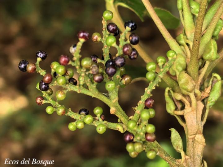 Hieronyma alchorneoides (Pilón)