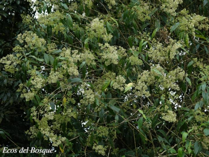 Koanophyllon hylonomum