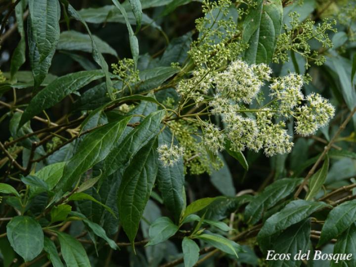 Koanophyllon hylonomum