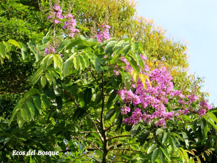 Lagerstroemia speciosa (Orgullo de La India)