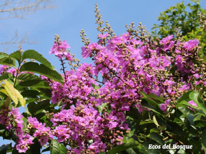 Lagerstroemia speciosa (Orgullo de La India)
