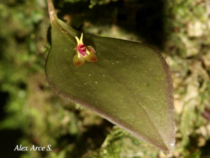 Lepanthes ingramii