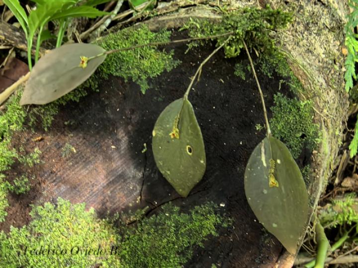 Lepanthes ingramii