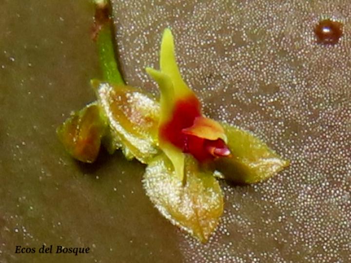 Lepanthes ingramii