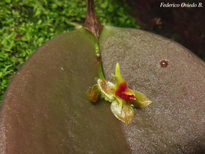 Lepanthes ingramii