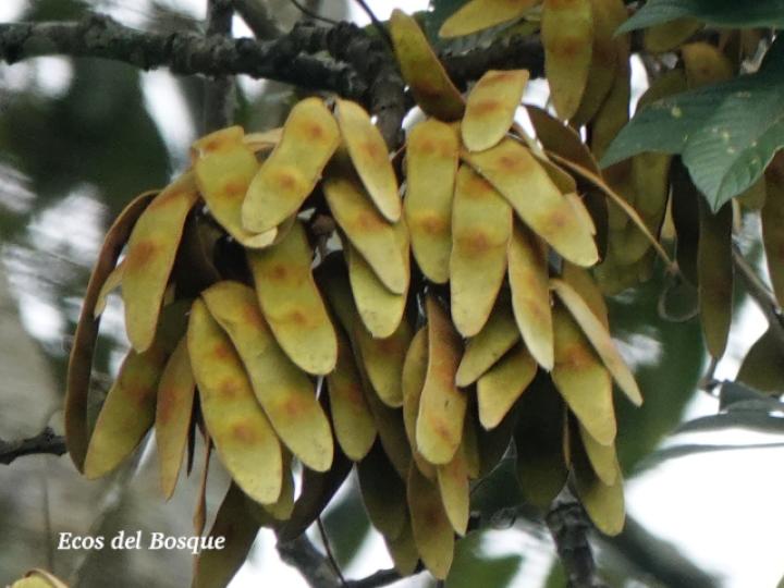 Lonchocarpus ferrugineus (Comenegro, Pava)