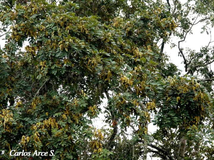 Lonchocarpus ferrugineus (Comenegro, Pava)