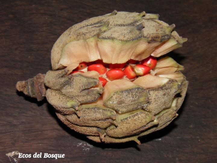 Magnolia gloriensis (Magnolia, Anonillo)