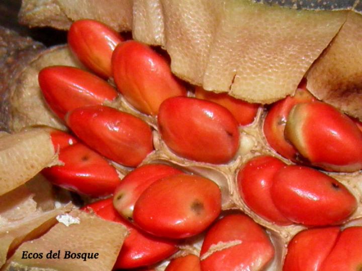 Magnolia gloriensis (Magnolia, Anonillo)