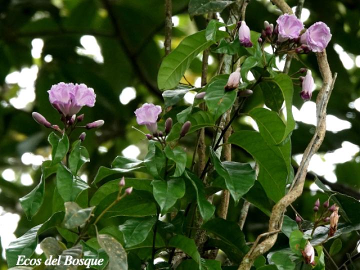 Maripa nicaraguensis