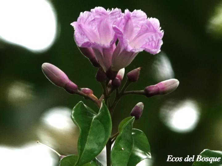 Maripa nicaraguensis