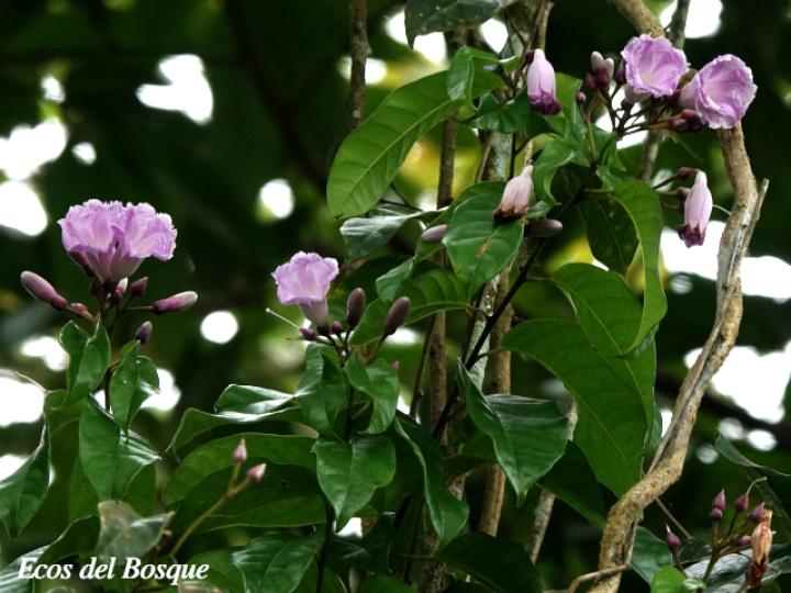 Maripa nicaraguensis