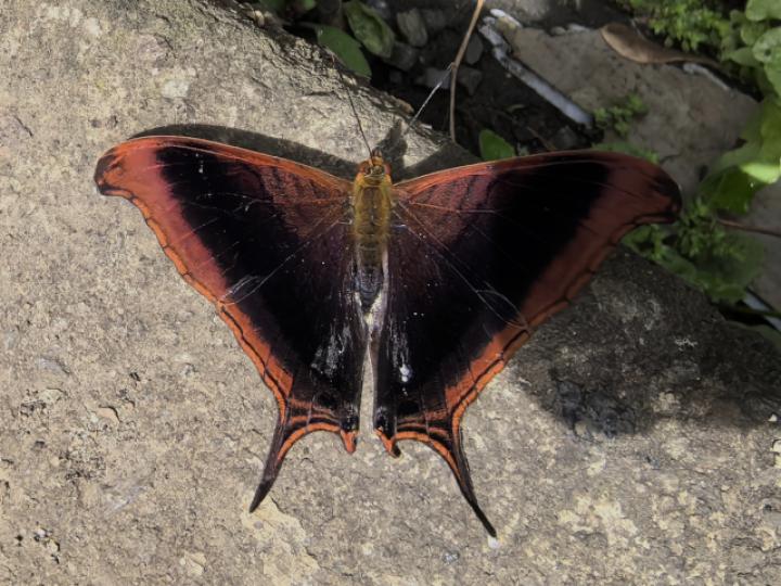 Marpesia zerynthia