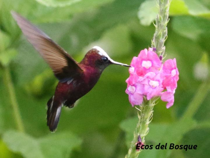Stachytarpheta mutabilis (Rabo de gato)
