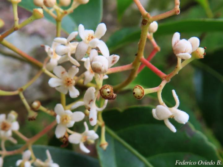 Nectandra umbrosa