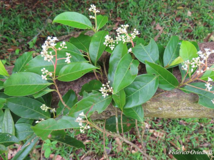 Nectandra umbrosa