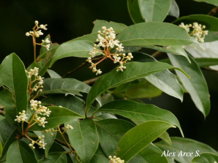 Nectandra umbrosa