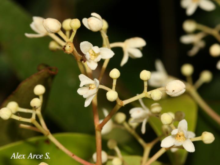 Nectandra umbrosa