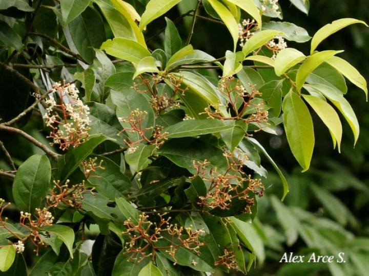 Nectandra umbrosa
