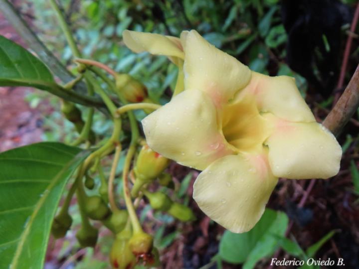 Odontadenia semidigyna