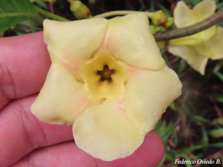 Odontadenia semidigyna