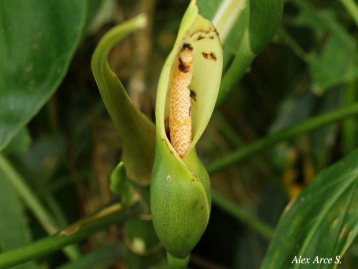 Philodendron anisotomum
