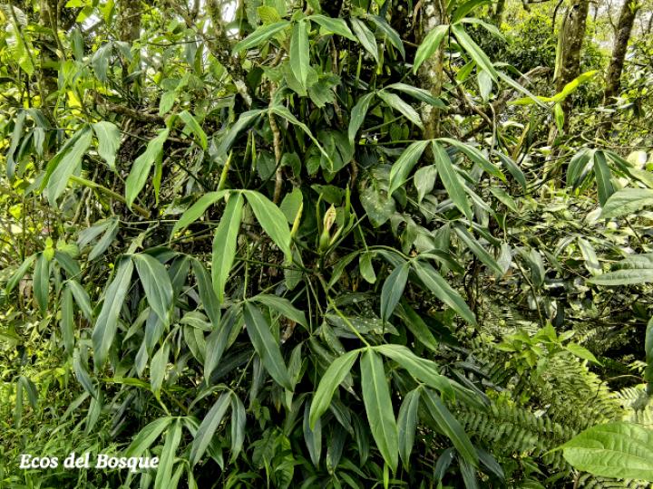 Philodendron anisotomum