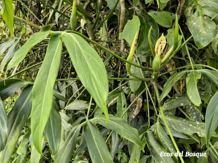Philodendron anisotomum