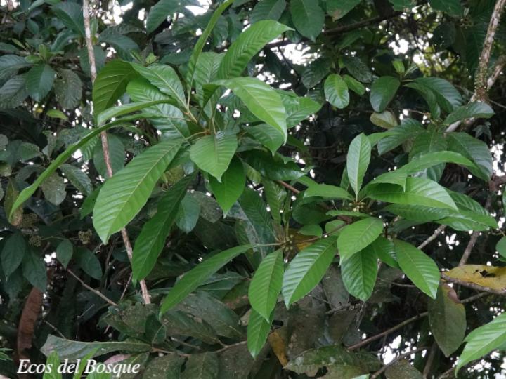 Pouteria sapota (Zapote, Mamey colorado)