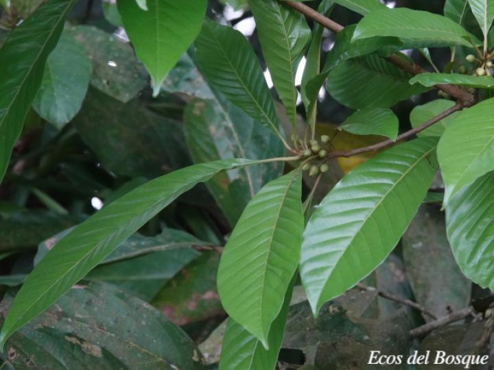 Pouteria sapota (Zapote, Mamey colorado)