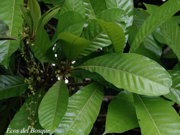 Pouteria sapota (Zapote, Mamey colorado)