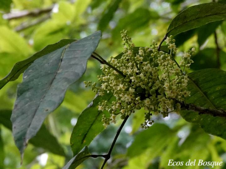 Protium glabrum (Alcanfor, canfinillo, copal)